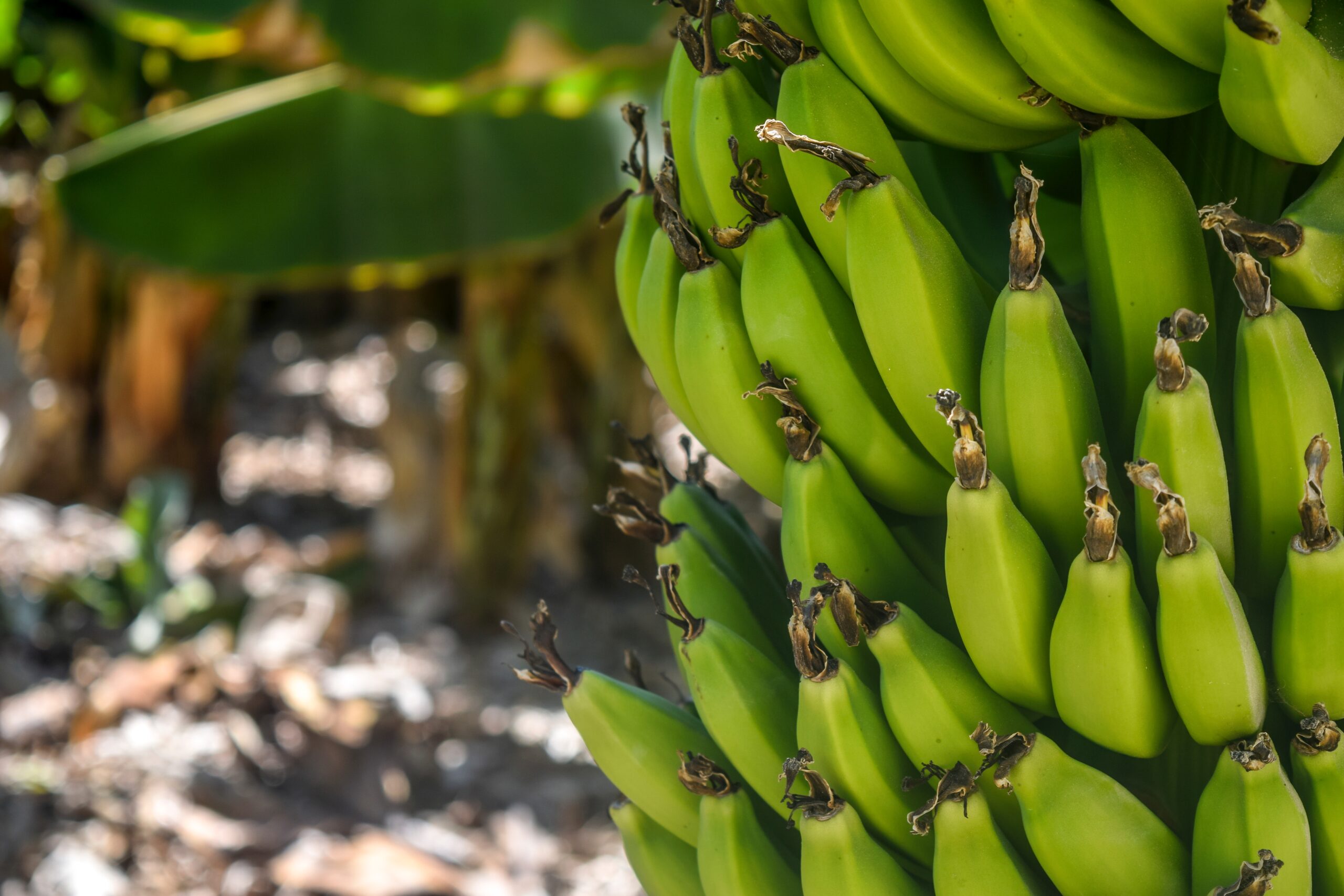 Bananen zonder zaden