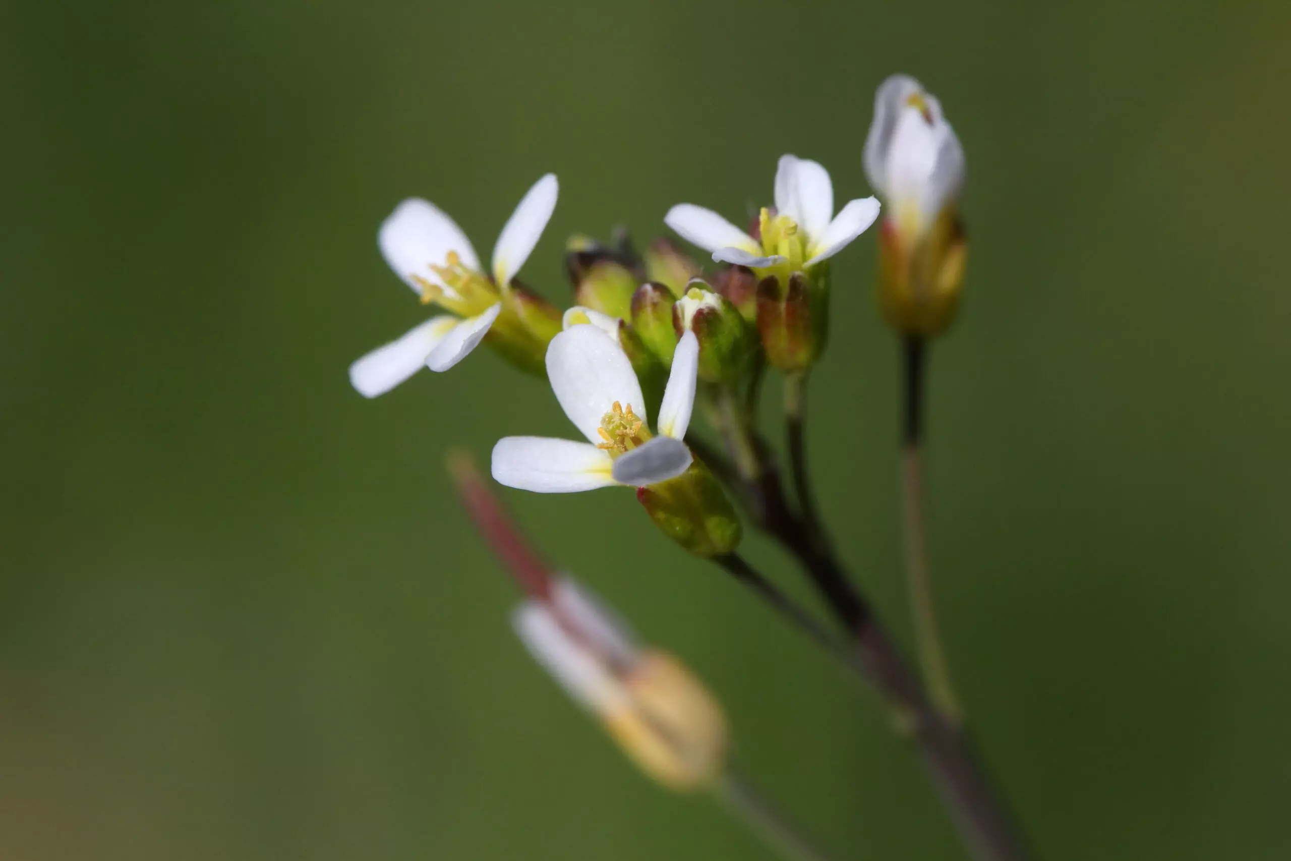 Arabidopsis is gebruikt voor onderzoek naar epigenetisch plantgeheugen