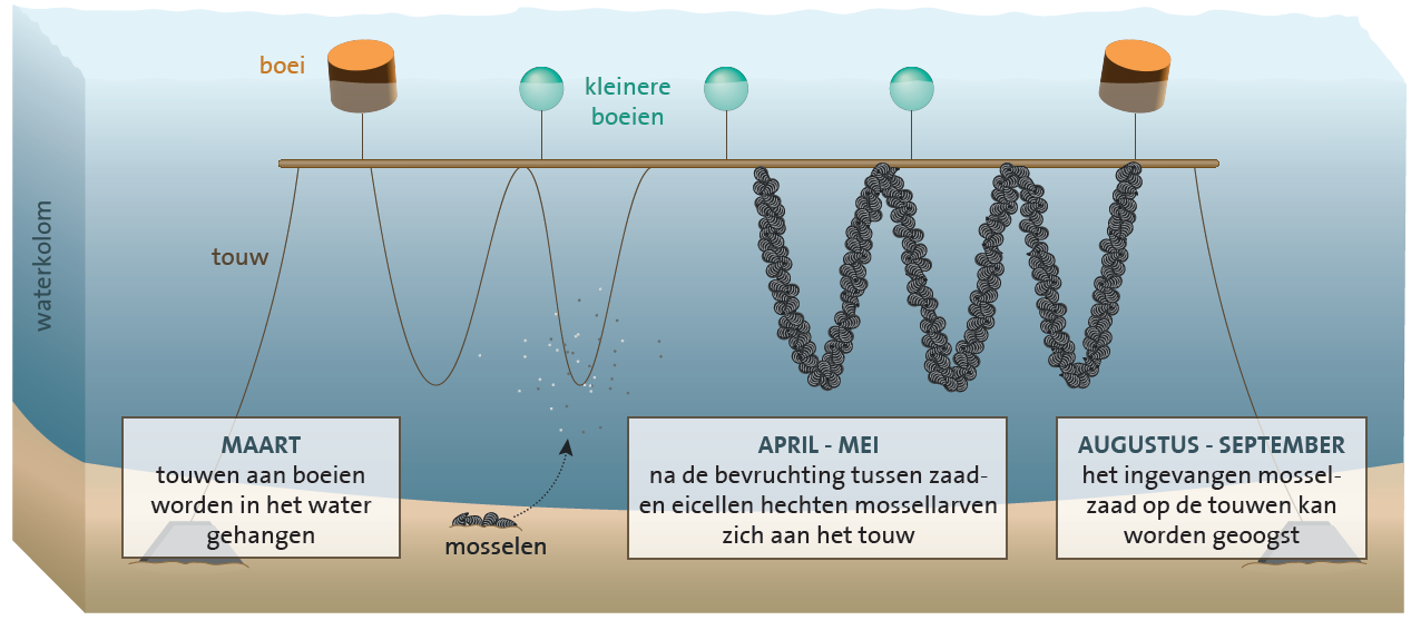 De werking van een mosselzaadinvanginstallatie(MZI) met touwen die aan kleine boeien hangen.