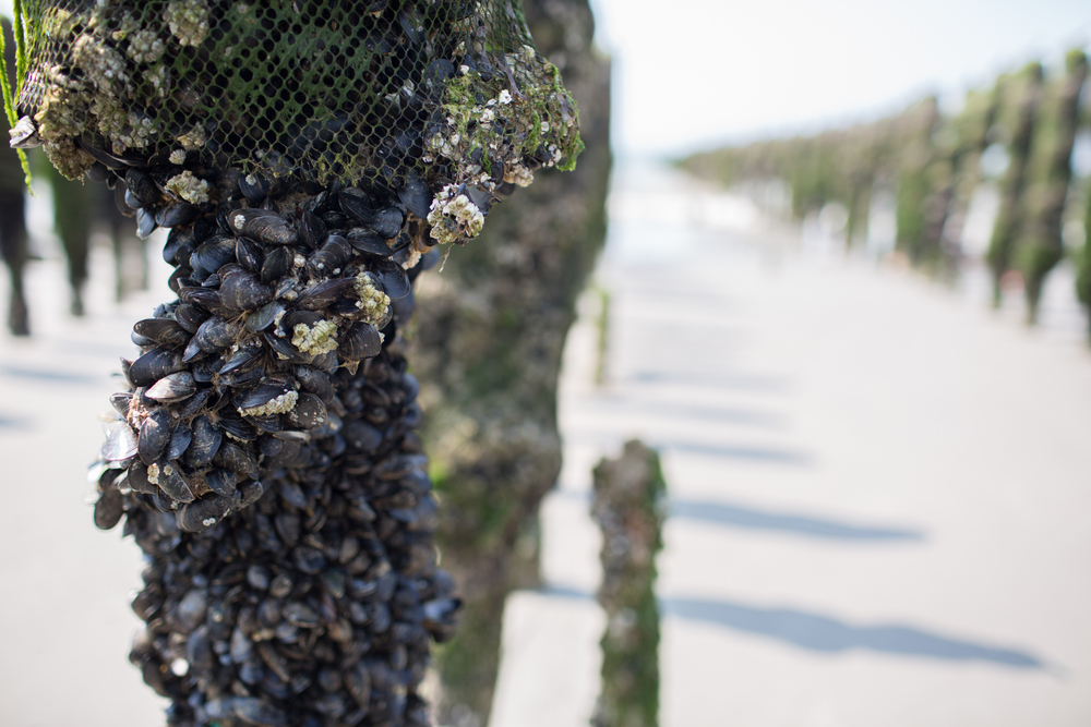 Bouchot mosselen in Frankrijk