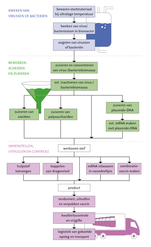 Stappenschema voor de productie van vaccins. Blauw: processtappen voor het enten, grootschalig kweken en oogsten van virus- of bacterievaccinstammen. Groen: mogelijke processtappen voor het scheiden en zuiveren van de werkzame stof. Paars: verschillende nabewerkingen van de werkzame stof tot een product, zoals het toevoegen van een hulpstof, en handelingen aan een vaccin, zoals verpakken, kwaliteitscontrole en opslag. Parallelle stappen zijn opties die afhangen van de componenten en de bouwtekening van het vaccin. © Stichting BWM