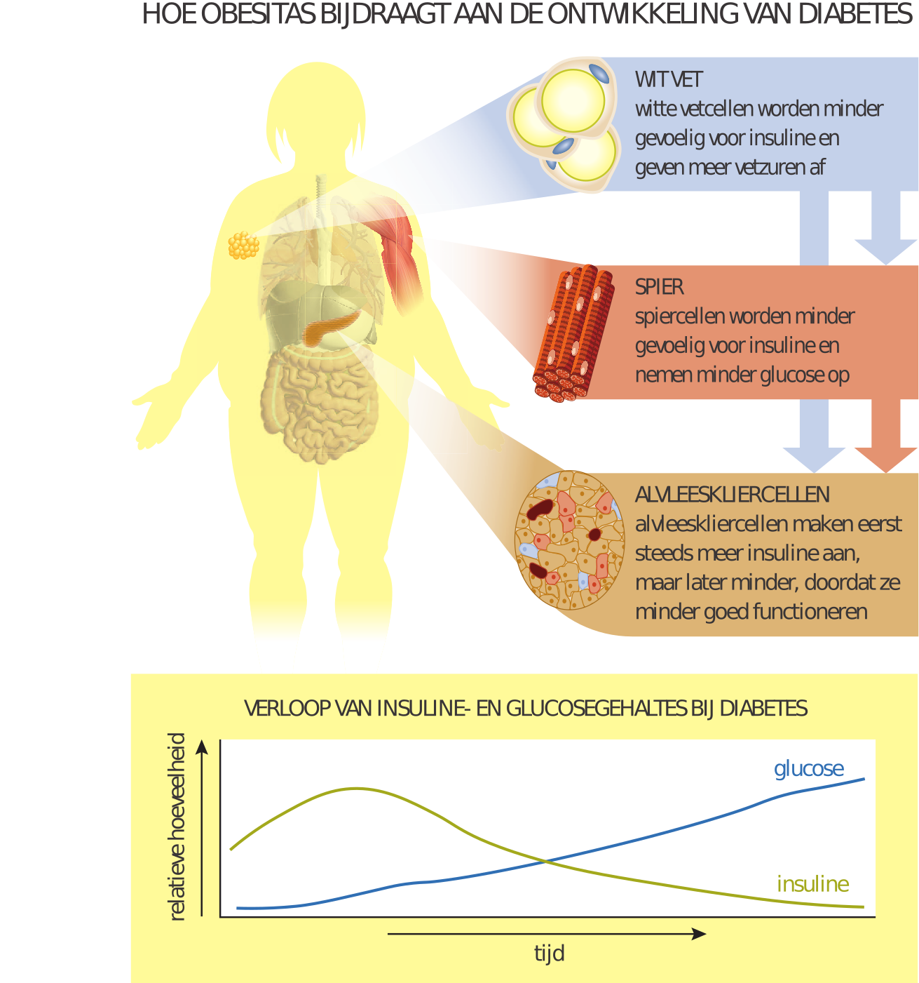 Hoe obesitas bijdraagt aan de ontwikkeling van diabetes type 2. Witte vetcellen worden minder gevoelig voor insuline en geven meer vetzuren af, dit heeft effect op spieren en alvleeskliercellen. Spiercellen worden minder gevoelig voor insuline en nemen minder glucose op. Dit heeft effect op alvleeskliercellen. Deze maken eerst steeds meer insuline aan, maar later minder, doordat ze minder goed functioneren. Dit zorgt ervoor dat over de tijd de hoeveelheid insuline eerst toeneemt en daarna afneemt en de hoeveelheid glucose stijft. 