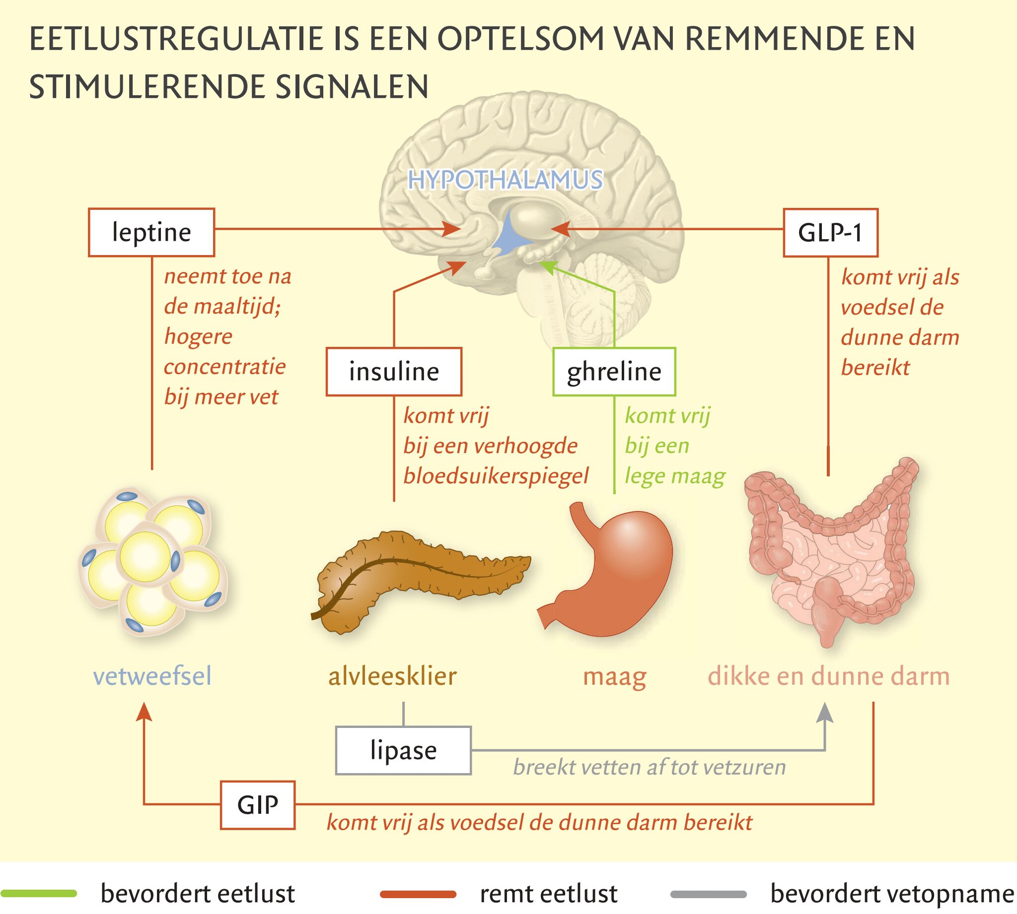 Eetlustregulatie is een optelsom van remmende en stimulerende signalen. Leptine, insuline. GIP en GLP-1 remmen de eetlest. Ghreline bevordert de eetlust en lipase bevordert vetopname.