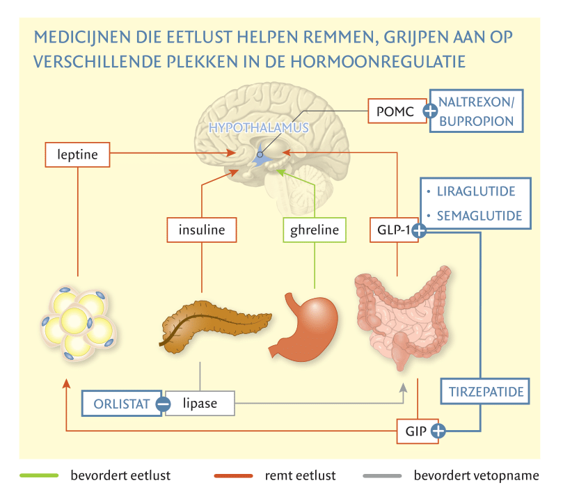 Medicijnen die eetlust remmen, grijpen aan op verschillende plekken in de hormoonregulatie. 